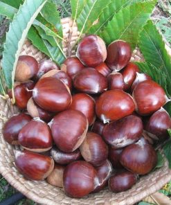 tanaman bibit buah jengkol okulasi cepat berbuah tambulapot Aceh