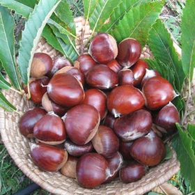 tanaman bibit buah jengkol okulasi cepat berbuah tambulapot Aceh