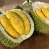 bibit durian musangking unggul Dumai