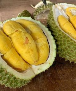 bibit durian musangking unggul Dumai