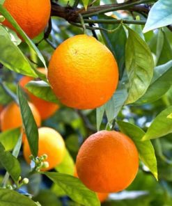 bibit jeruk sunkis berbuah lebat tanpa mengenal musim Banjarmasin