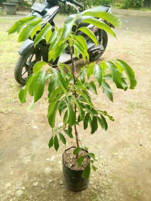bibit kelengkeng pimpong super genjah Banjarbaru