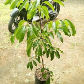 bibit kelengkeng pimpong super genjah Bogor