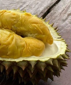 bibit durian chanee kaki 3 super Subulussalam