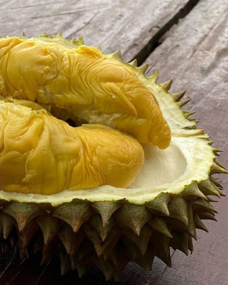 Gambar Produk bibit durian chanee kaki 3 super Subulussalam