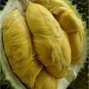 bibit durian bawor okulasi super Lhokseumawe