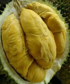 bibit durian bawor okulasi super Lhokseumawe