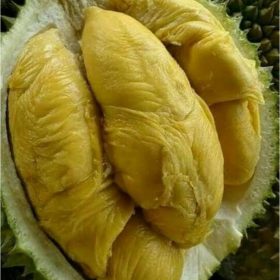 bibit durian bawor okulasi super Lhokseumawe