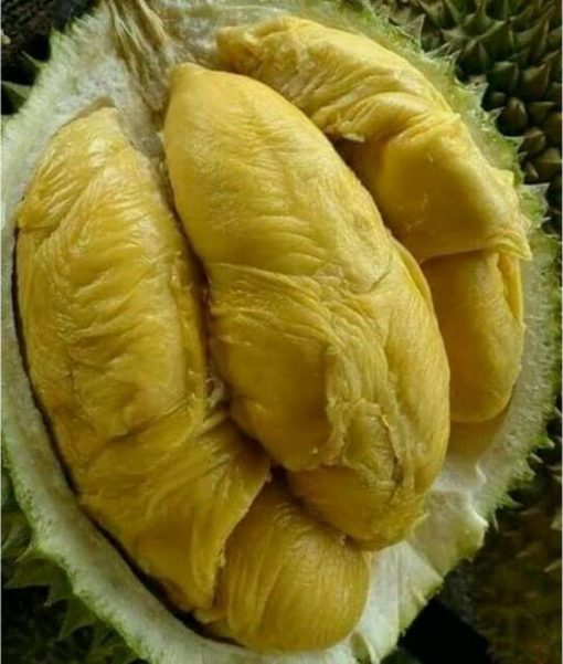 bibit durian bawor okulasi super Lhokseumawe