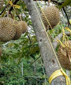 bibit durian bawor okulasi super Sumatra Selatan