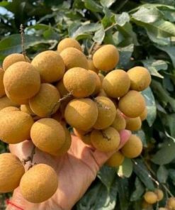 bibit buah kelengkeng aroma durian Bengkulu