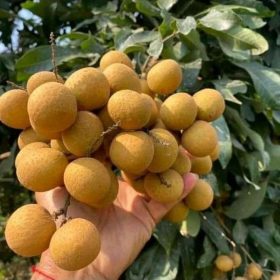 bibit buah kelengkeng aroma durian Bengkulu