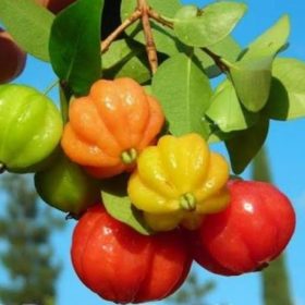 bibit tanaman buah dewandaru belimbing cina ceremai belanda Pasuruan