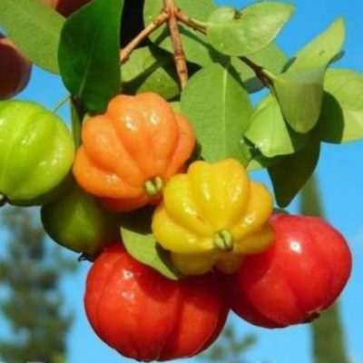 bibit tanaman buah dewandaru belimbing cina ceremai belanda Pasuruan