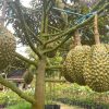bibit durian musangking kaki 3 Palopo