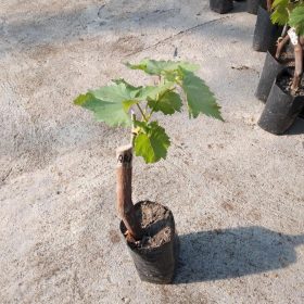 Bibit anggur import ninel hasil grafting cepat berbuah Probolinggo