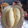 bibit durian matahari 80 cm Jawa Timur