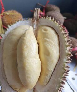 bibit durian matahari 80 cm Jawa Timur