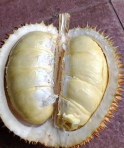 bibit durian matahari 80 cm Makassar