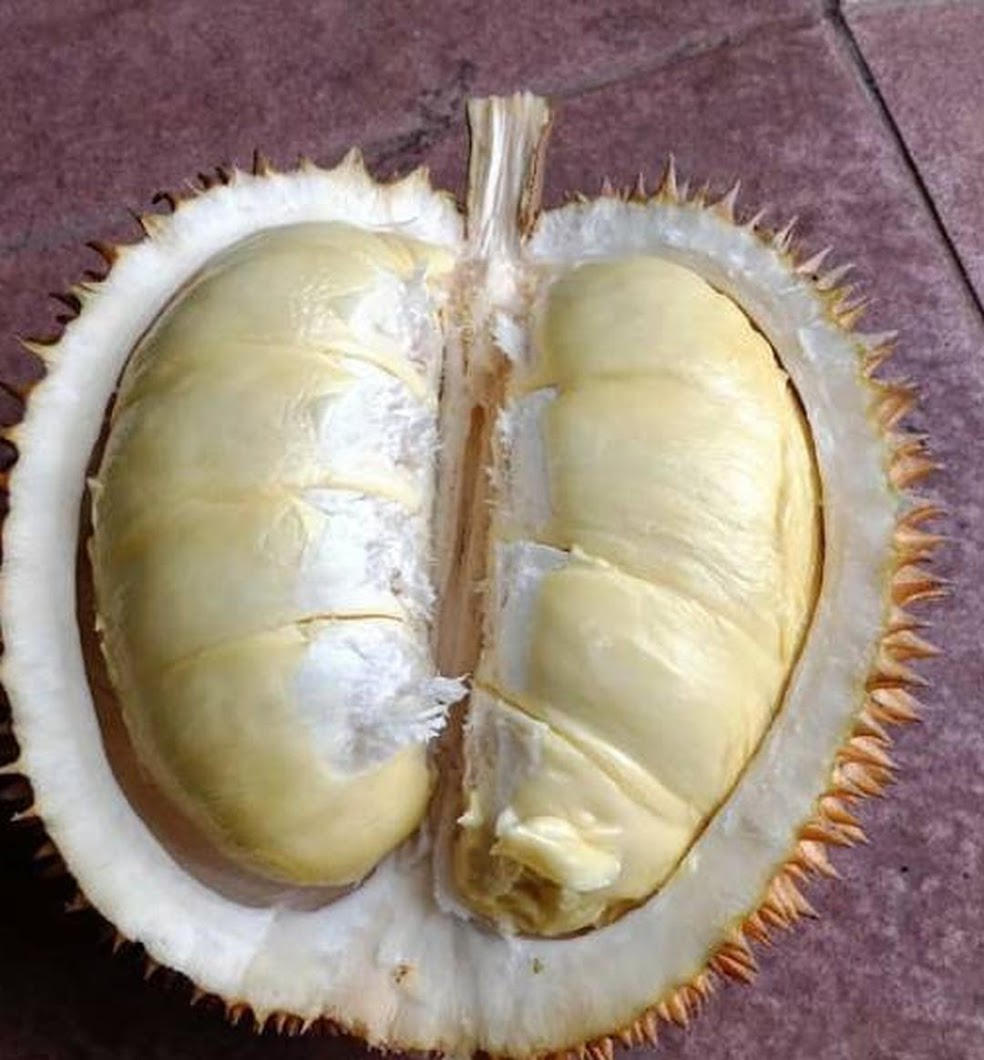 Gambar Produk bibit durian matahari 80 cm Makassar