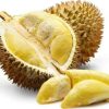 bibit tanaman buah durian montong okulasi Bitung