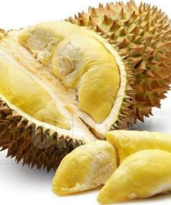 bibit tanaman buah durian montong okulasi Bitung
