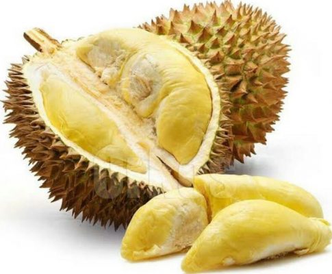 bibit tanaman buah durian montong okulasi Bitung
