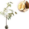 bibit tanaman durian d24 malaysia Sumatra Barat
