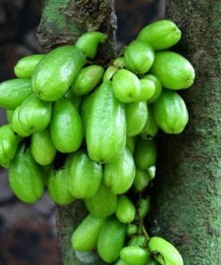 bibit tanaman buah bibit buah belimbing wuluh ori Palembang