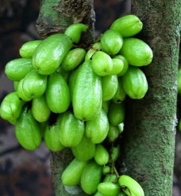 bibit tanaman buah bibit buah belimbing wuluh ori Palembang