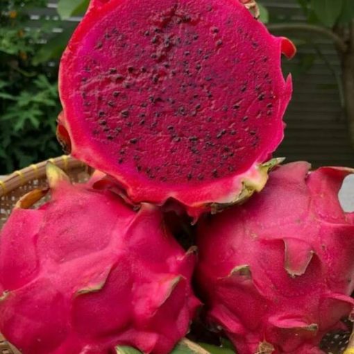 buah naga Riau