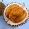 bibit durian duri hitam super real tanaman buah durian duri hitam durian montong musangking bawor Pariaman