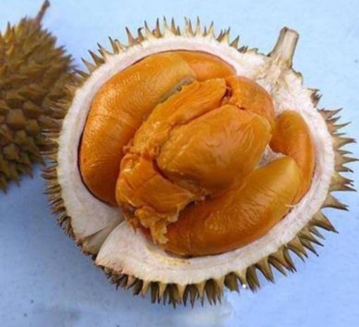 bibit durian duri hitam super real tanaman buah durian duri hitam durian montong musangking bawor Pariaman
