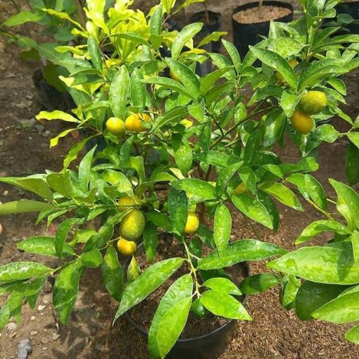 bibit jeruk nagami berbuah bibit jeruk nagami berbunga bibit jeruk nagami Sumatra Barat