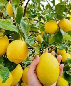 bibit jeruk lemon california lemon jumbo Jawa Barat
