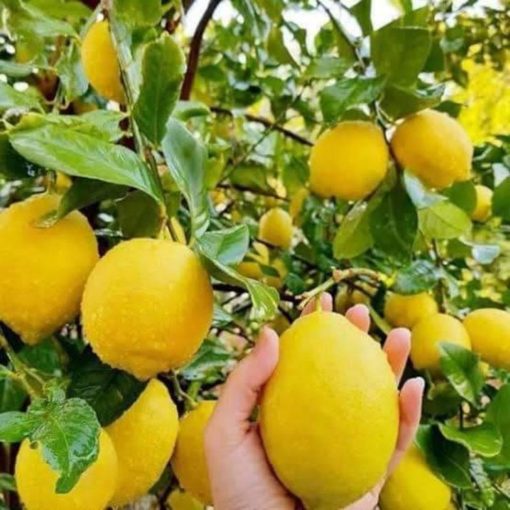 bibit jeruk lemon california lemon jumbo Jawa Barat