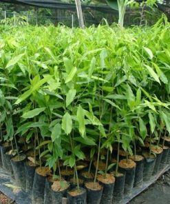 bibit pohon gaharu aquilaria malaccensis cabutan Sumatra Utara