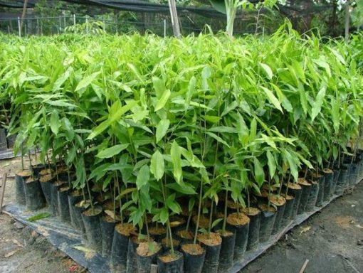 bibit pohon gaharu aquilaria malaccensis cabutan Sumatra Utara