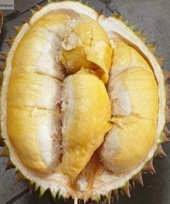 paket 4 pcs bibit murah sawo dan durian musangking Tarakan