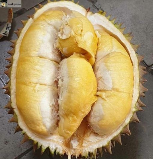 paket 4 pcs bibit murah sawo dan durian musangking Tarakan