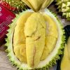 bibit durian musangking super cepat berbuah Tual