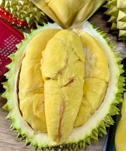 bibit durian musangking super cepat berbuah Tual