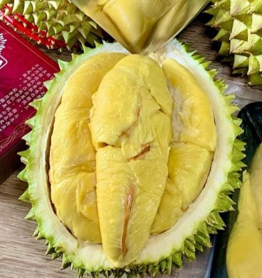 bibit durian musangking super cepat berbuah Tual