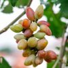 bibit anggur import new baikonur genjah Sumatra Barat