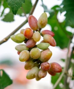 bibit anggur import new baikonur genjah Sumatra Barat