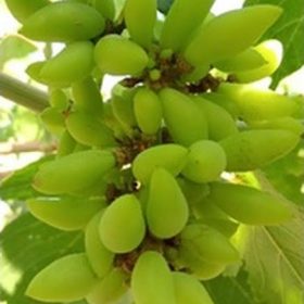 bibit anggur impor banana valid Subulussalam