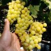 Bibit buah anggur kuning belgia ternurah Anggur kualitas terbaik Bukittinggi