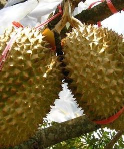 bibit tanaman buah durian montong 60cm Sulawesi Selatan