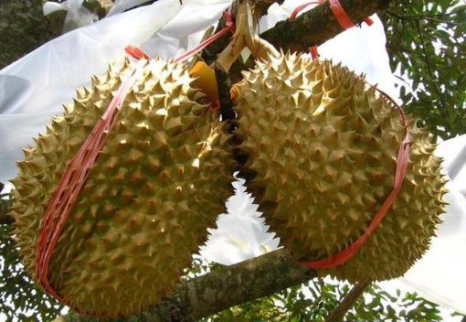 bibit tanaman buah durian montong 60cm Sulawesi Selatan
