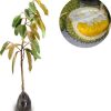 bibit tanaman buah durian montong 60cm Jawa Barat